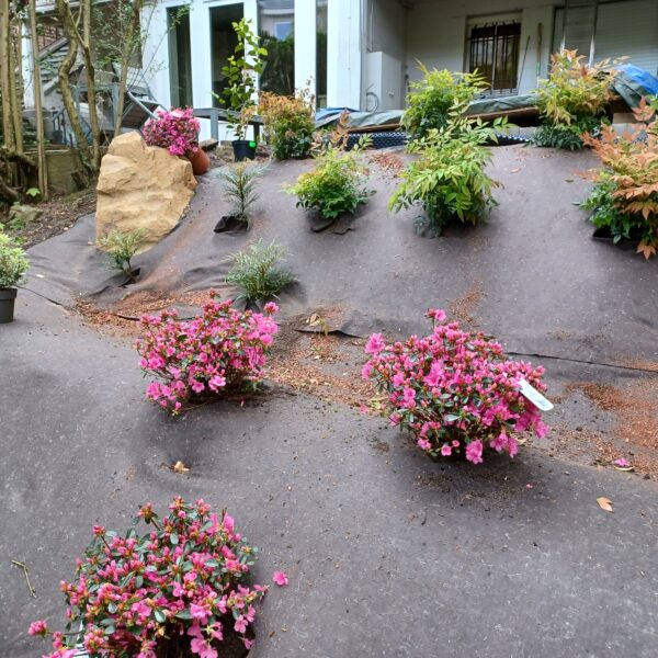 20240415 104956 | Geneviève Errembault, Architecte paysagiste à Bruxelles