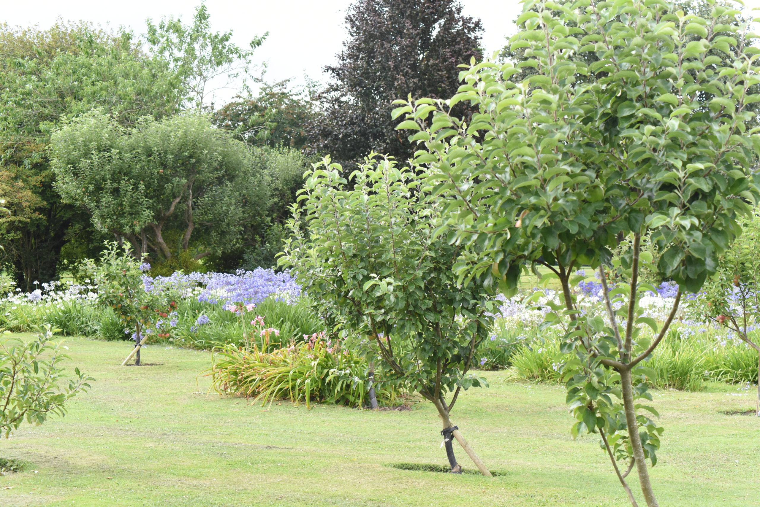 Jardin arboré ave de nombreuses variétées d'arbres et fleurs